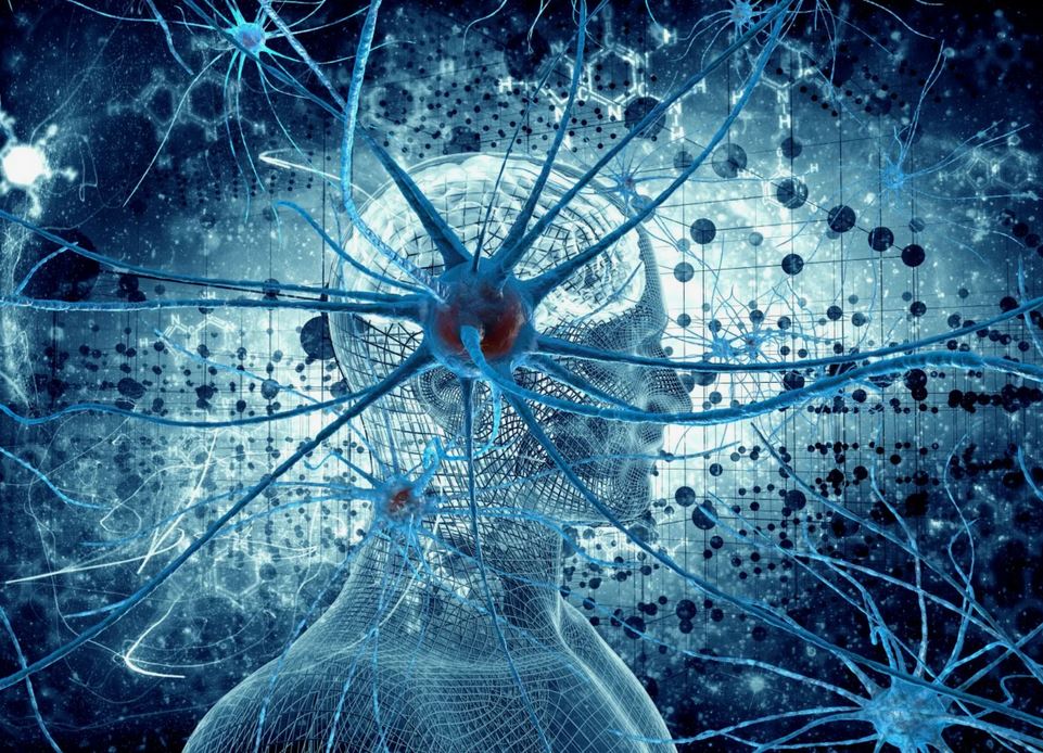 Невронните Връзки в Мозъка: Как Влияят на Навиците ни